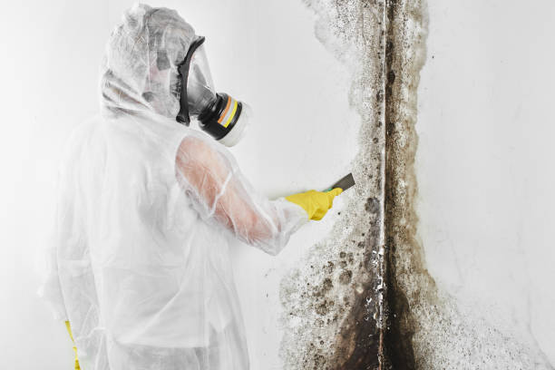 Best Mold Damage Repair  in Dequincy, LA