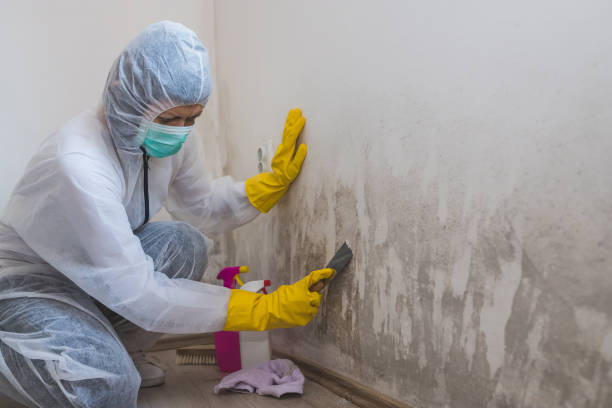 Best Toxic Mold Removal  in Dequincy, LA