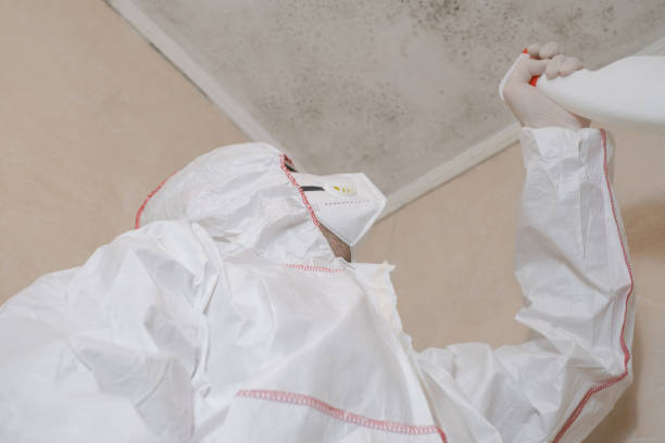 Best Home Mold Removal  in Dequincy, LA