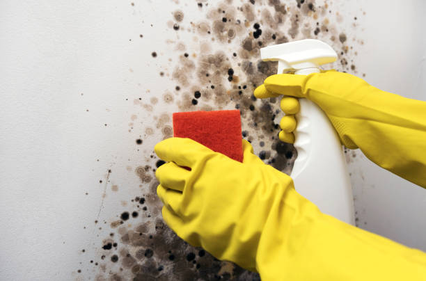 Best Mold Removal Company Near Me  in Dequincy, LA