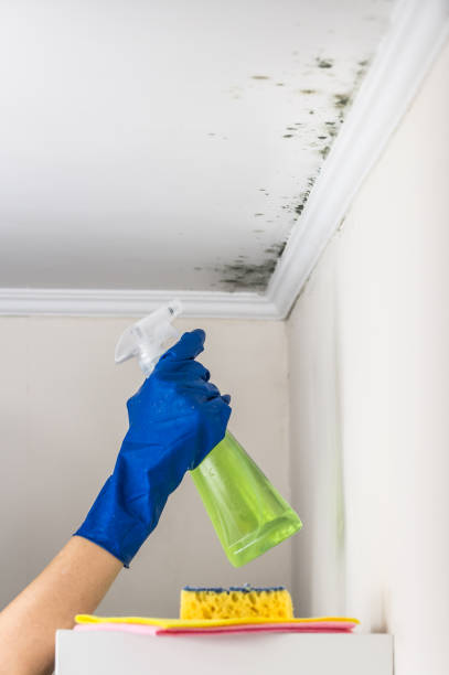 Best Emergency Mold Removal  in Dequincy, LA