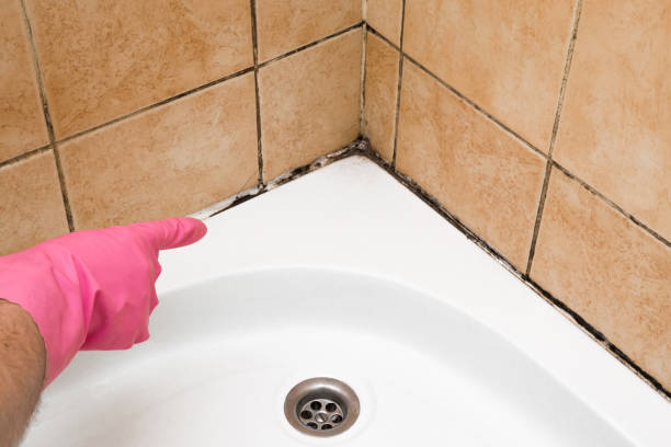 Best Best Mold Removal Companies  in Dequincy, LA